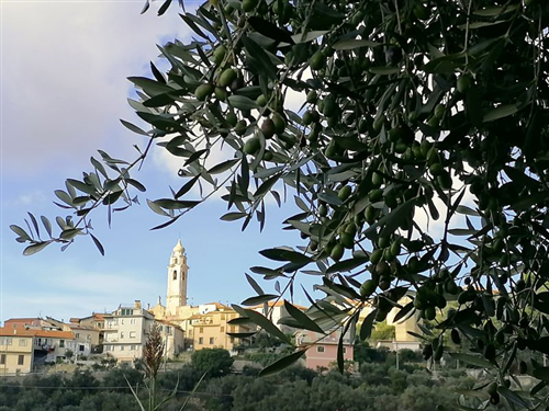 La storia dell’olio nella Valle Steria